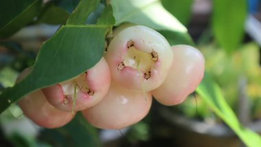 Water guava, Indonesian local fruit. Contains lots of water and tastes sweet.