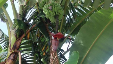 Muz çiçeği ya da doğanın arka planında Jantung Pisang. Seçici odak ve kırpma parçası