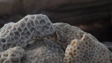Ağaçların üzerindeki kayalık sahilde ölü mercan. Doku arkaplanı