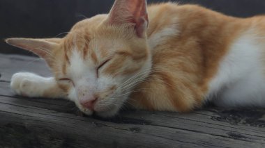 Curious cat looking at camera, pet cat living at home