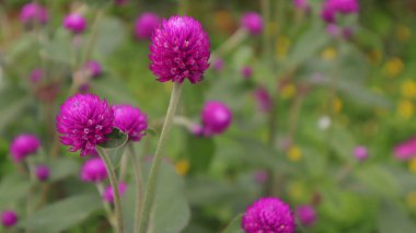 Bahçede seçici odaklı güzel pembe çiçekler