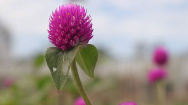 beautiful pink flowers with selective focus in the garden clipart