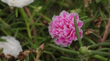 Bahçede seçici odaklı güzel pembe çiçekler