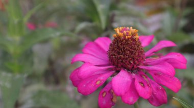 Bahçede tamamen açan pembe çiçek (Zinnia elegans)