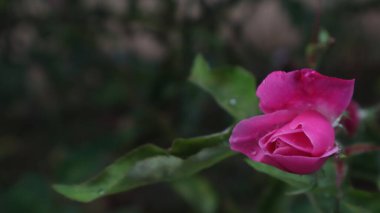 Bahçede açan pembe güller (Rosa)