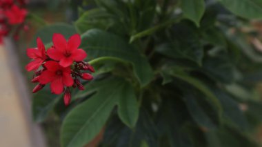 beautiful red flowers with selective focus in the garden clipart