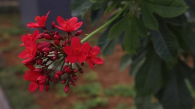 beautiful red flowers with selective focus in the garden clipart