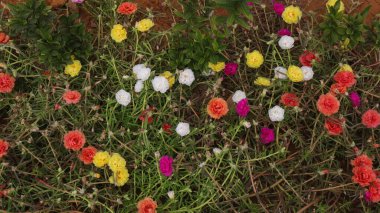 Bahçede çiçek açan güzel çiçekler