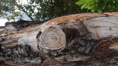 Sahildeki devrilmiş ağaç gövdelerinin arka planı