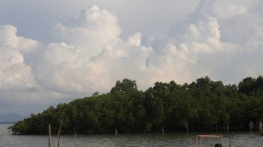 Kıyı ekosistemindeki mangrov bitkileri. Tropikal ağaçlar ve bitkiler tuzlu suda yetişir.