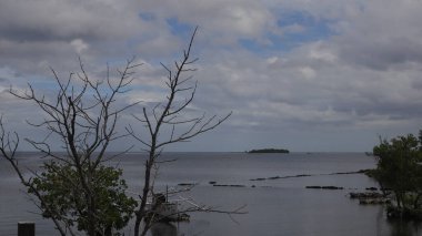 mavi gökyüzü arka plan ve güneş ışığı ile güneşli bir günde plajda bazı yeşil yaprakları ile güzel dalları ağaçlar