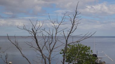 mavi gökyüzü arka plan ve güneş ışığı ile güneşli bir günde plajda bazı yeşil yaprakları ile güzel dalları ağaçlar