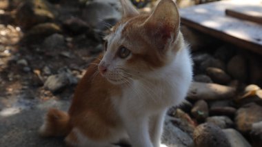 Sevimli küçük kahverengi beyaz kedi dinleniyor.