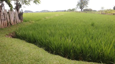 Endonezya 'nın kırsal kesimindeki pirinç tarlasında yeşil çeltik büyükannesinin evinin görüntüsü. Yeşil veya doğal arkaplan.