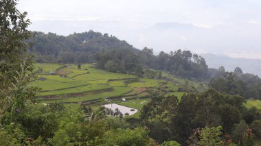 Tana Toraja 'nın güzel ve yeşil doğal manzarası, pirinç tarlaları ve pirinç bitkileri. Gündüz fotoğrafı