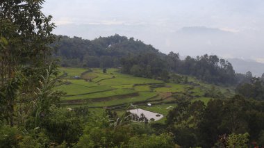 Tana Toraja 'nın güzel ve yeşil doğal manzarası, pirinç tarlaları ve pirinç bitkileri. Gündüz fotoğrafı