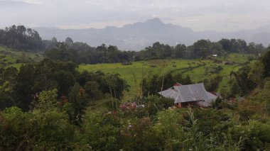 Beautiful and green natural scenery of Tana Toraja, rice fields and rice plants. Daytime photo clipart