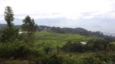 Tana Toraja 'nın güzel ve yeşil doğal manzarası, pirinç tarlaları ve pirinç bitkileri. Gündüz fotoğrafı