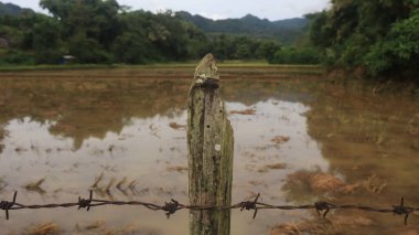 Pirinç ekilmemiş Endonezya kırsalındaki pirinç tarlaları