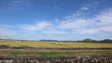 Pirinç ekilmemiş Endonezya kırsalındaki pirinç tarlaları