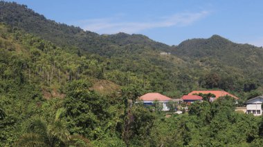 Natural Landscape of Indonesia. Green trees in forest. Day time photo