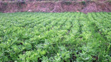 Fıstık tarlasında yer fıstığı yetiştirmek toprakta yetişen yeşil bitki tohumları