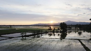 Arkasında Endonezya pirinç tarlaları olan dağlarda gün batımı, çok güzel bir manzara..