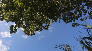 Ağaç mavisi gökyüzü, mavi gökyüzüne karşı ağaç tepesi güneşli bir günde. Doğa Endonezya. 