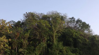 Ağaç mavisi gökyüzü, mavi gökyüzüne karşı ağaç tepesi güneşli bir günde. Doğa Endonezya. 