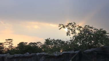 Natural Landscape of Indonesia. Green trees in forest. Day time photo