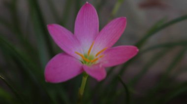 Creative layout made of pink flowers and green leaves. Natural concept