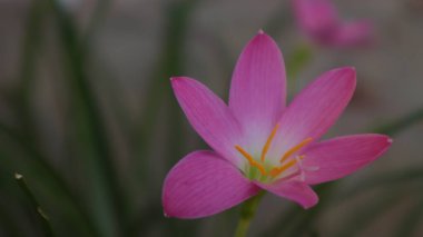 Creative layout made of pink flowers and green leaves. Natural concept