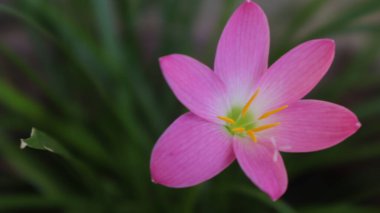 Creative layout made of pink flowers and green leaves. Natural concept
