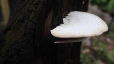 Taze beyaz mantarlar, ağaç gövdelerinde yetişiyor.