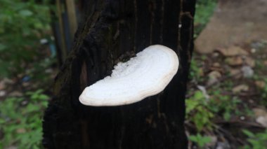 Taze beyaz mantarlar, ağaç gövdelerinde yetişiyor.