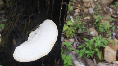 Taze beyaz mantarlar, ağaç gövdelerinde yetişiyor.
