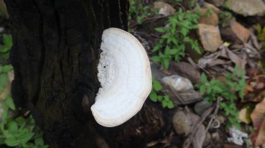 Taze beyaz mantarlar, ağaç gövdelerinde yetişiyor.