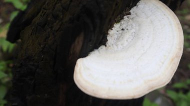 Taze beyaz mantarlar, ağaç gövdelerinde yetişiyor.