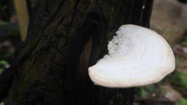 Taze beyaz mantarlar, ağaç gövdelerinde yetişiyor.