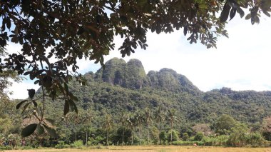 Natural Landscape of Indonesia. Green trees in forest. Day time photo