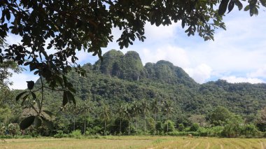 Natural Landscape of Indonesia. Green trees in forest. Day time photo