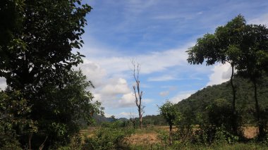 Natural Landscape of Indonesia. Green trees in forest. Day time photo