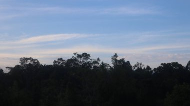 Natural Landscape of Indonesia. Green trees in forest. Day time photo