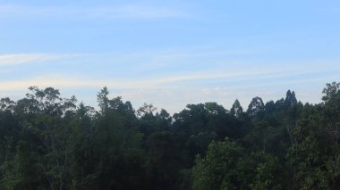 Natural Landscape of Indonesia. Green trees in forest. Day time photo