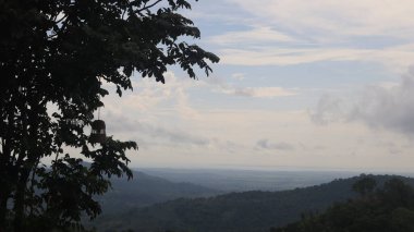 Natural Landscape of Indonesia. Green trees in forest. Day time photo