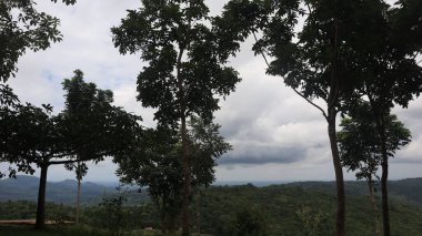 Natural Landscape of Indonesia. Green trees in forest. Day time photo