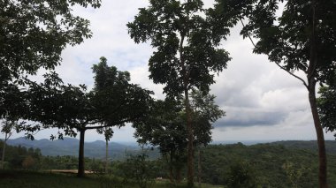 Natural Landscape of Indonesia. Green trees in forest. Day time photo