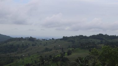 Natural Landscape of Indonesia. Green trees in forest. Day time photo