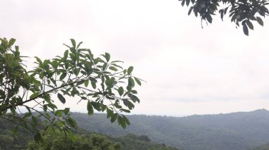 Natural Landscape of Indonesia. Green trees in forest. Day time photo