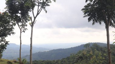 Natural Landscape of Indonesia. Green trees in forest. Day time photo